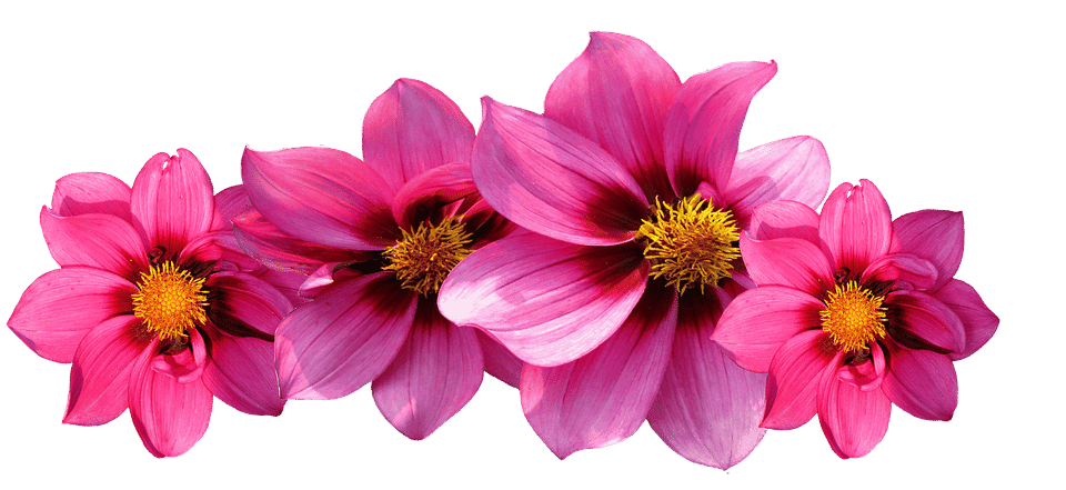 dahlia-flowers.png